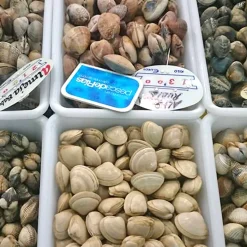 Lot de 12 bacs alimentaires sans BPA (2,2L) - Cuisines, salles à manger, restaurants, poissonnerie, boucherie, traiteurs