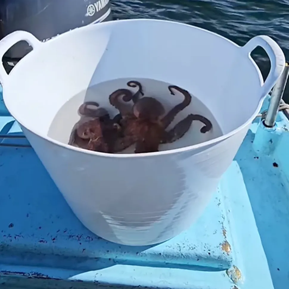 Pack 10 Panier alimentaire flexible avec poignée renforcée (Blanc, 42L) - Sans BPA. Restaurants, chambres froides, vendanges...