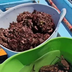 Panier alimentaire flexible avec poignée renforcée (Blanc, 42 L) - Sans BPA. Restaurants, chambres froides, vendanges